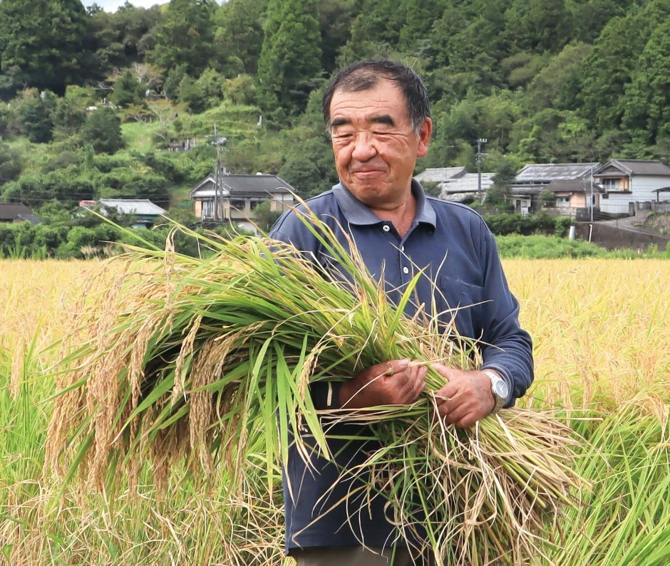 黄金色の田んぼで収穫した稲束を抱える米農家