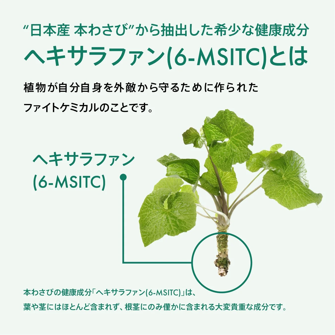 ヘキサラファン解説画像2