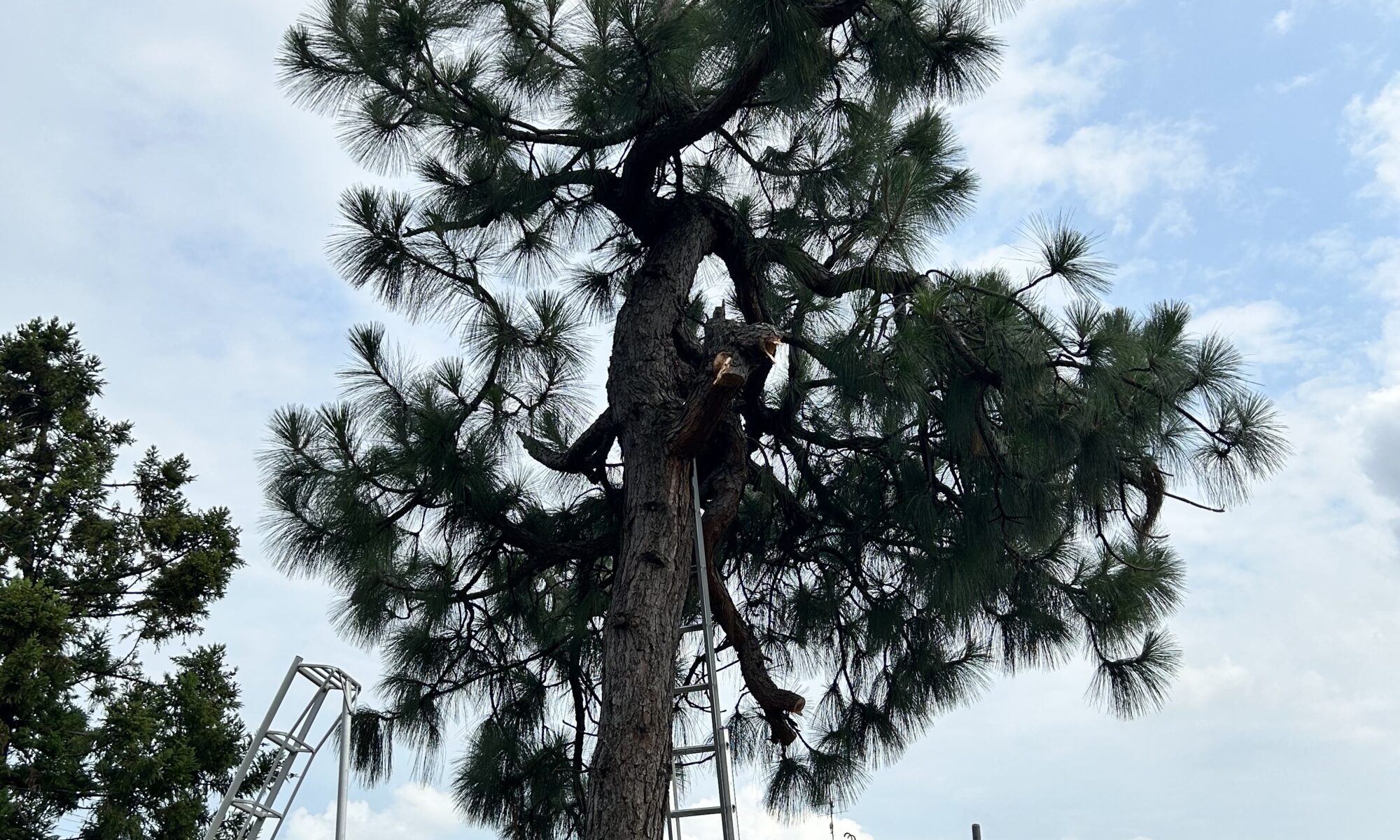 ５メートル程度の松