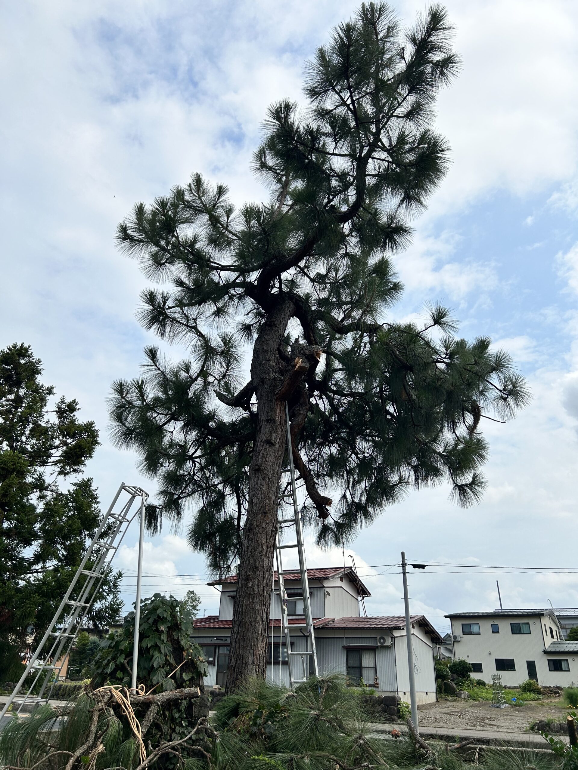 ５メートル程度の松