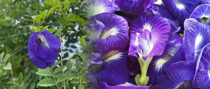 紫色のバタフライピーの花