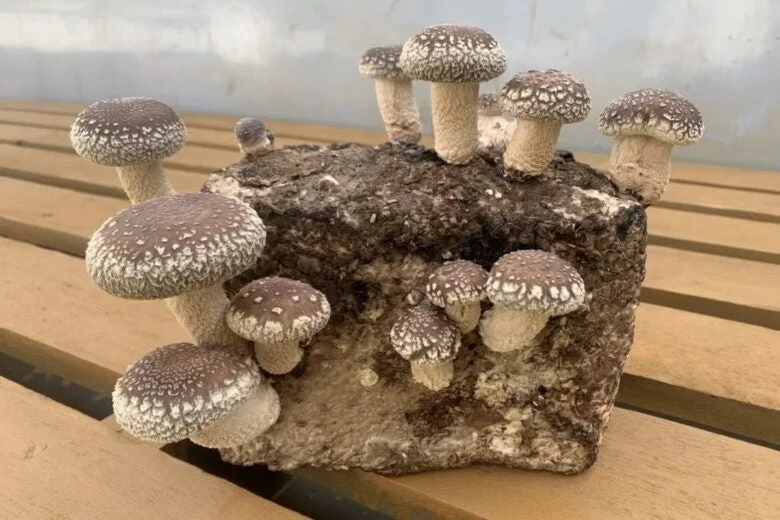 菌床から育つしいたけ