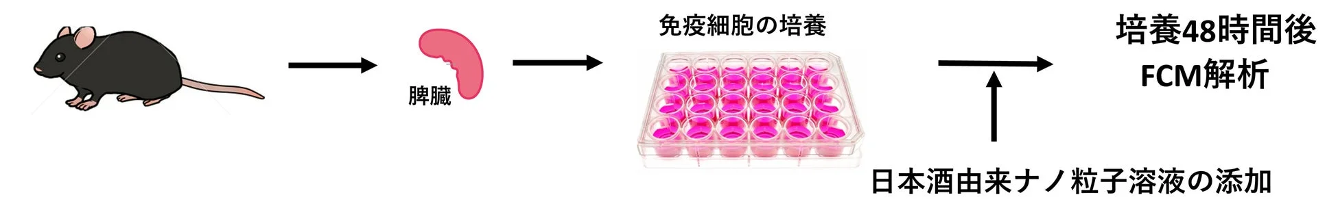 免疫細胞培養実験の図