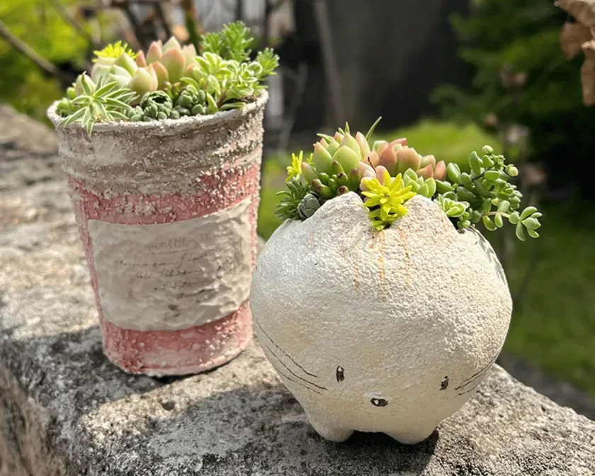 猫の鉢に植えられた多肉植物