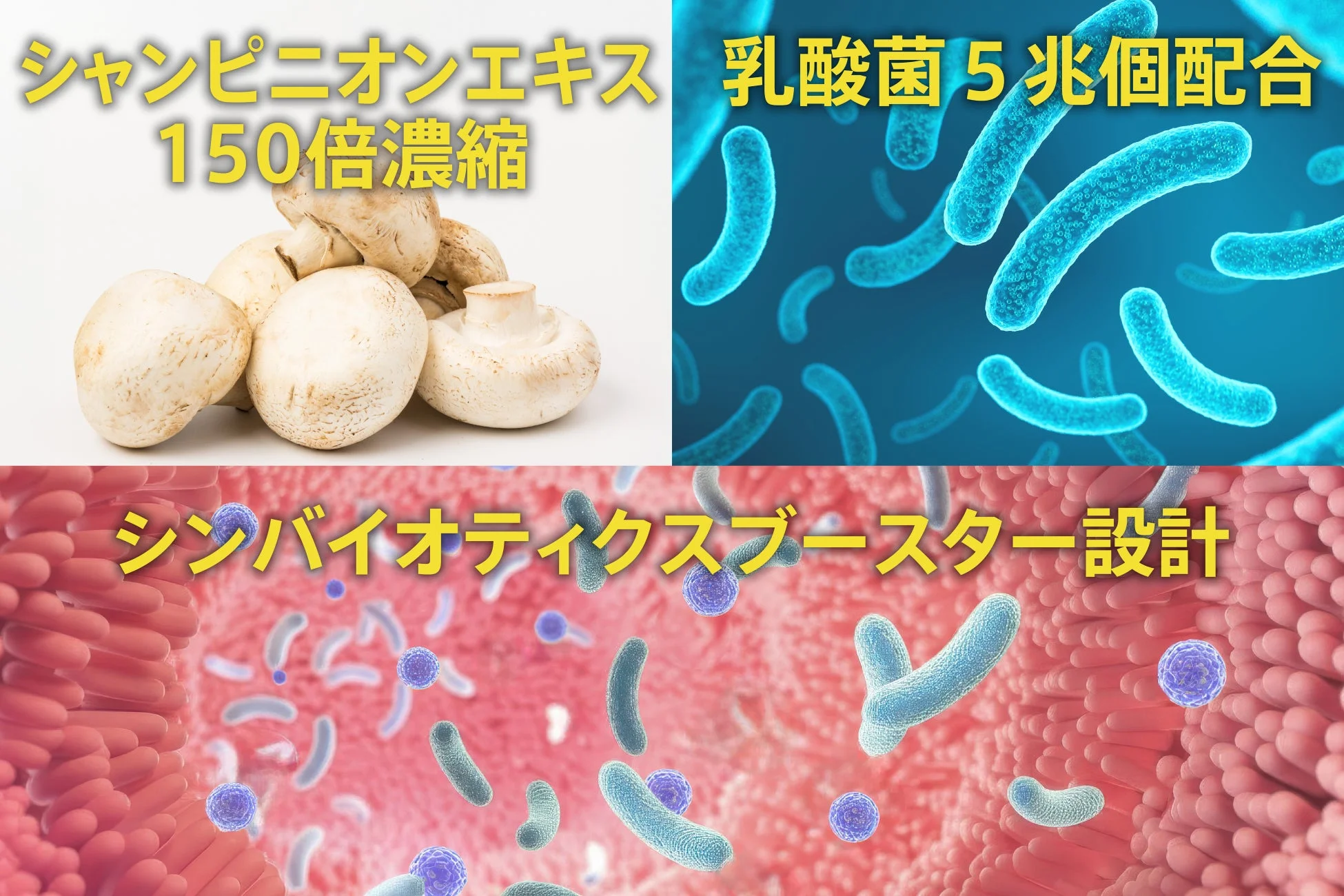 シャンピニオンエキス150倍濃縮と乳酸菌5兆個配合のシンバイオティクスブースター設計