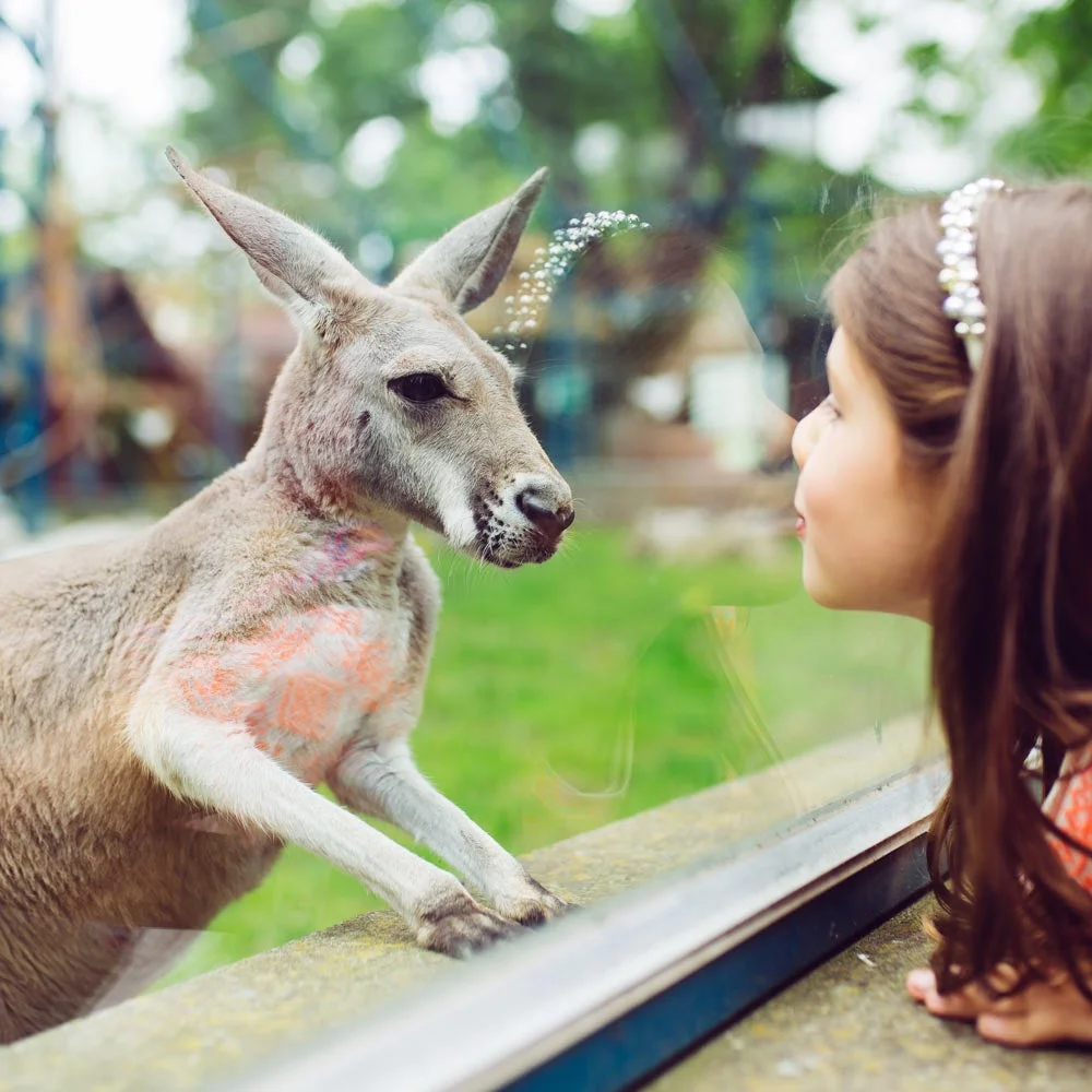 少女がカンガルーをガラス越しに見つめる様子