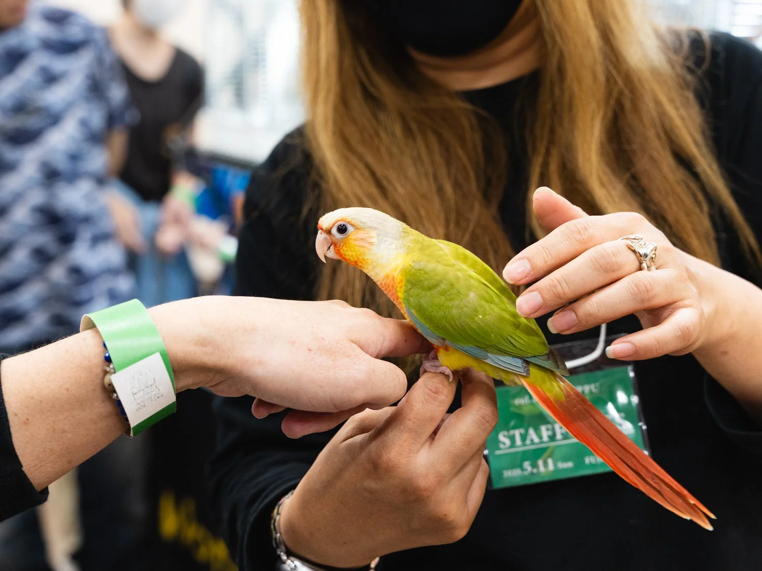 インコを手に乗せたスタッフ