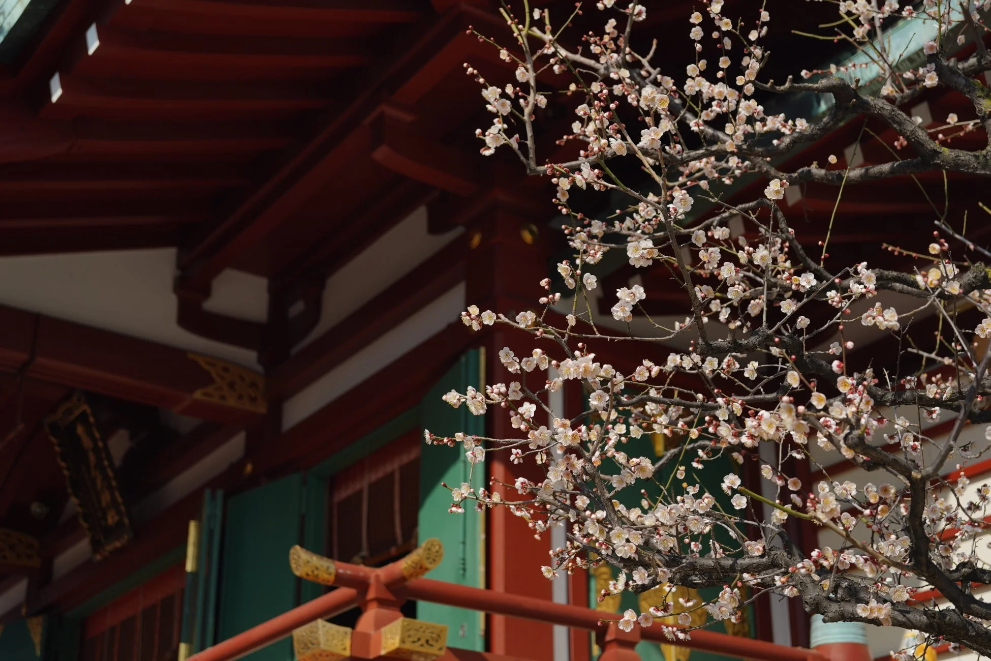 梅の花と日本の建築