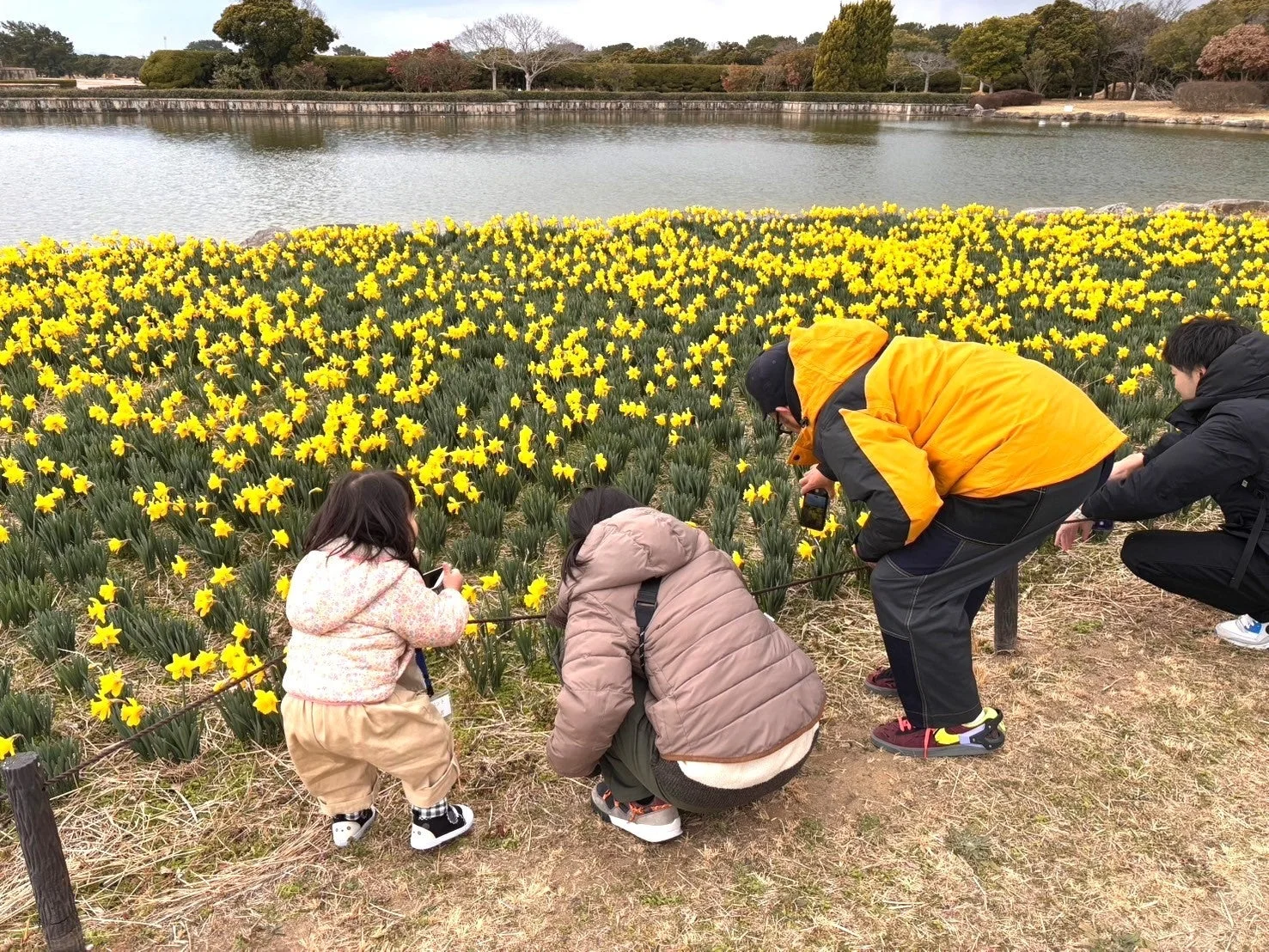 水仙畑で写真を撮る人々