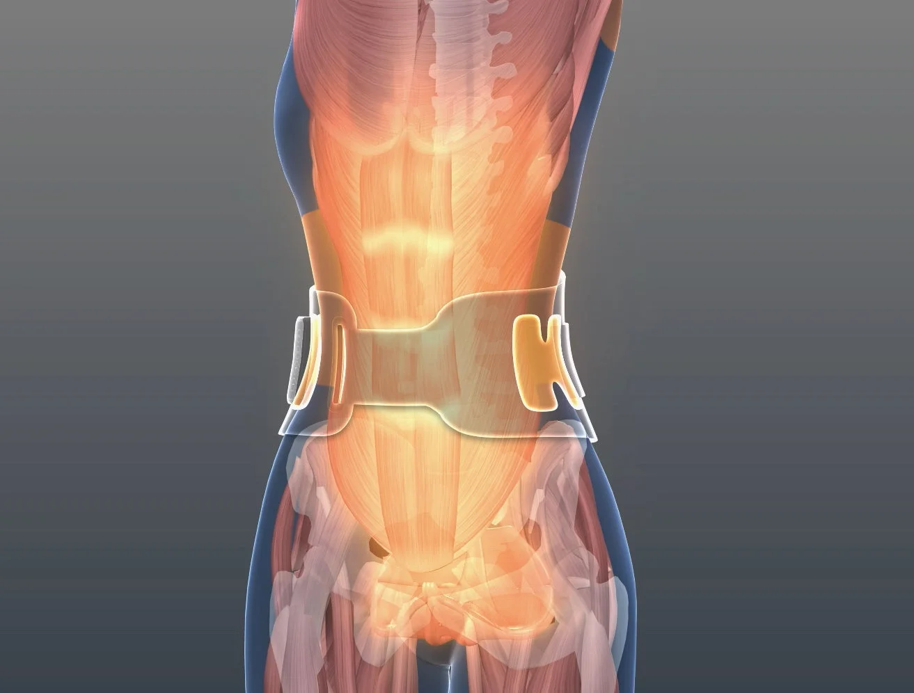 腰部を透視した3D解剖モデル