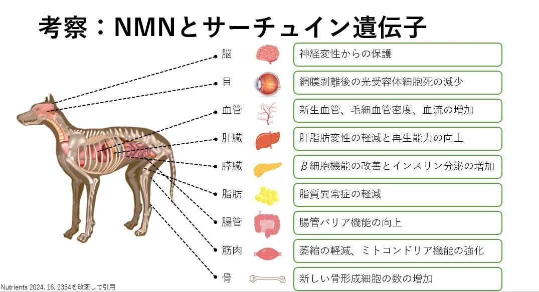 NMNとサーチュイン遺伝子の関連