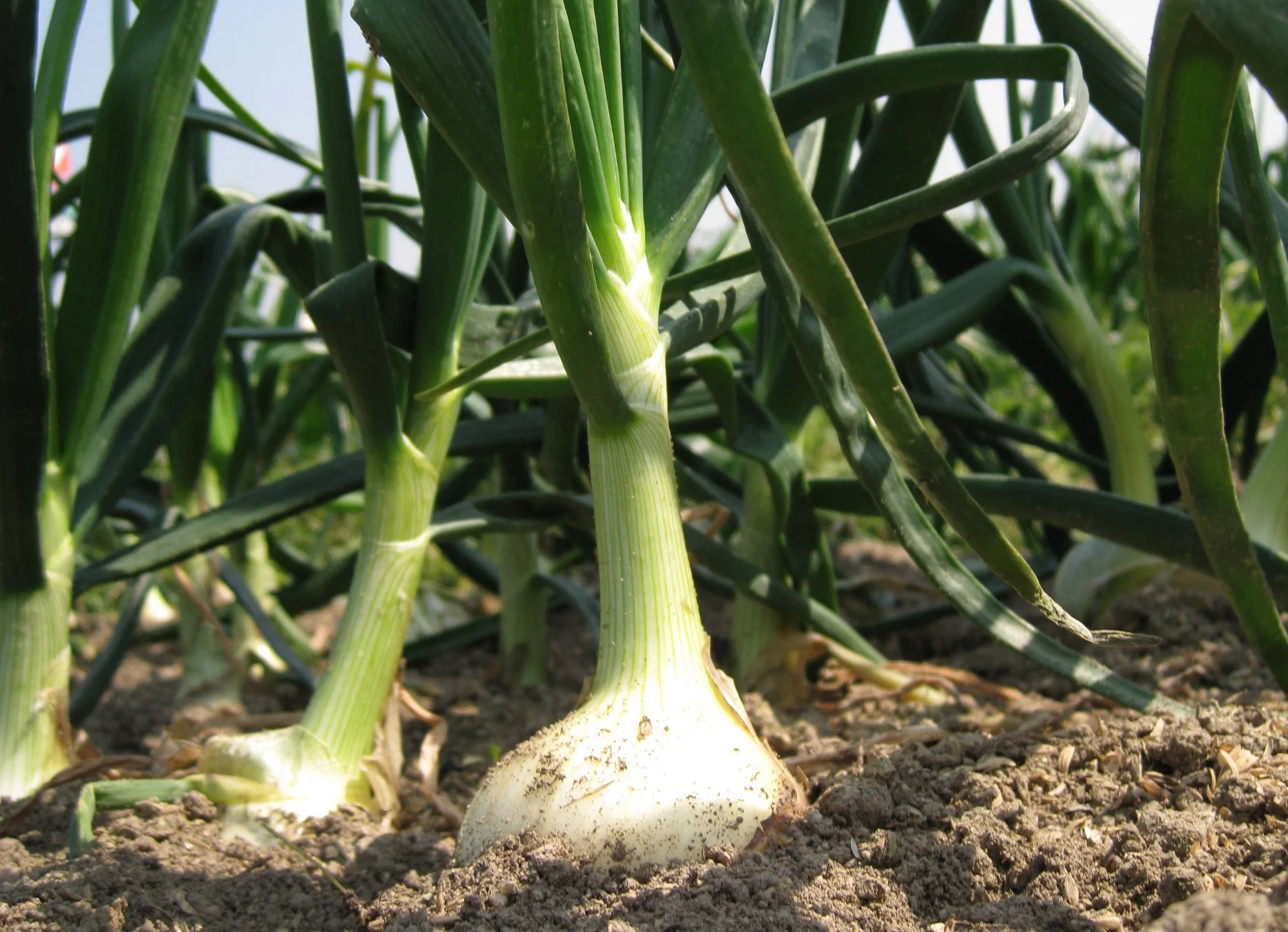 畑で育つ玉ねぎ