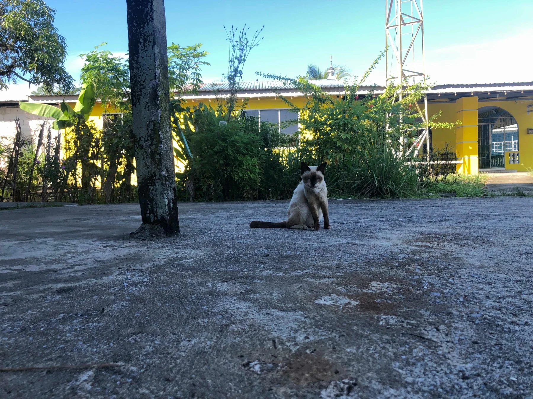 猫、屋外、建物