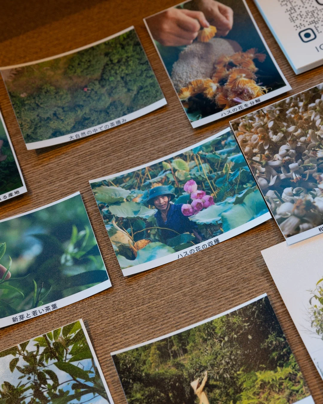 ベトナムの茶摘みやハスの写真