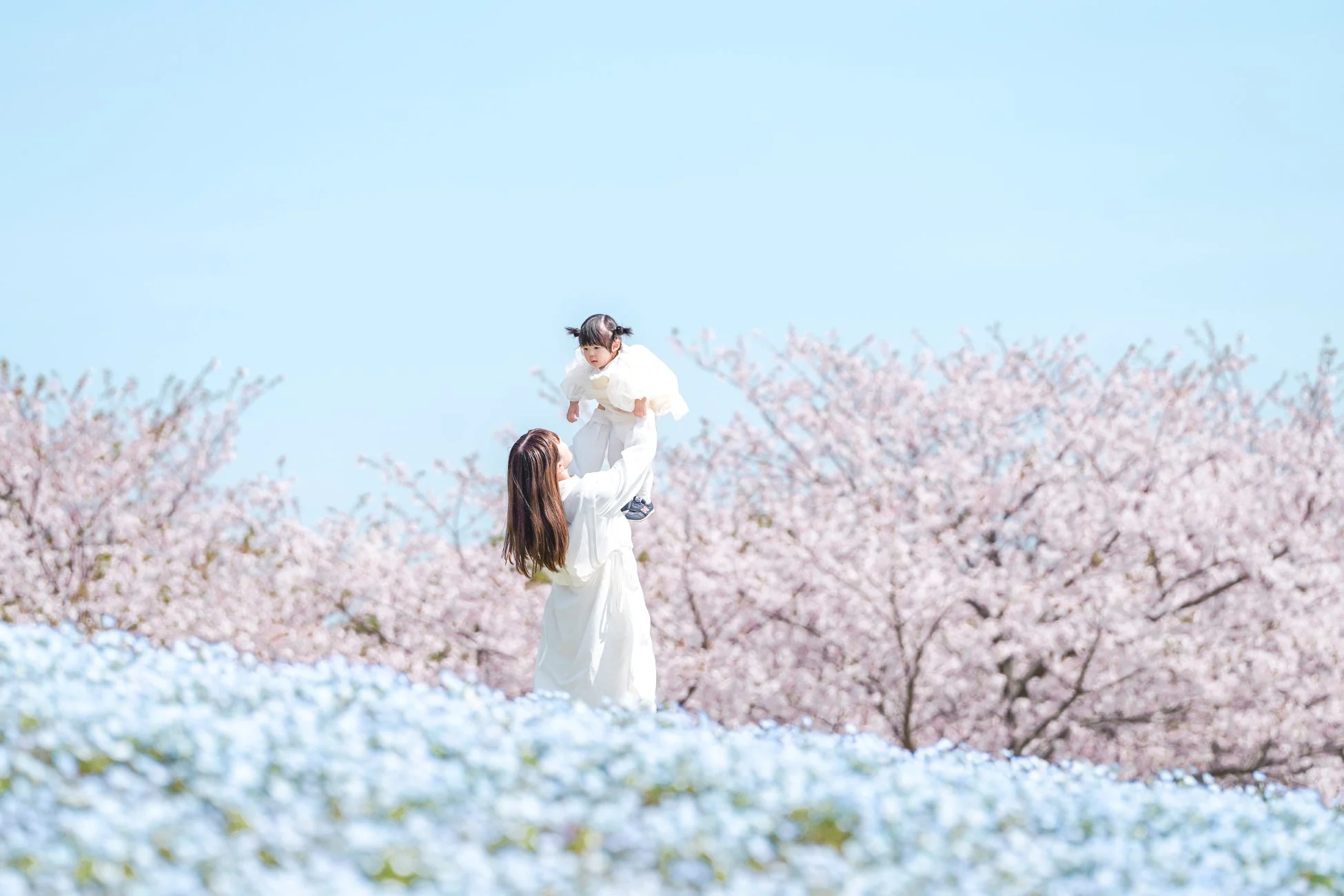 親子と桜が咲く公園