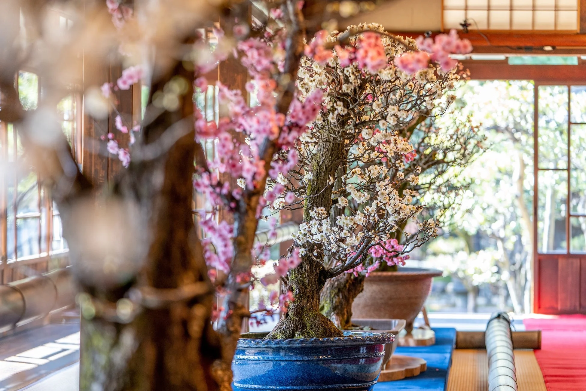 慶雲館に並ぶ盆梅の様子