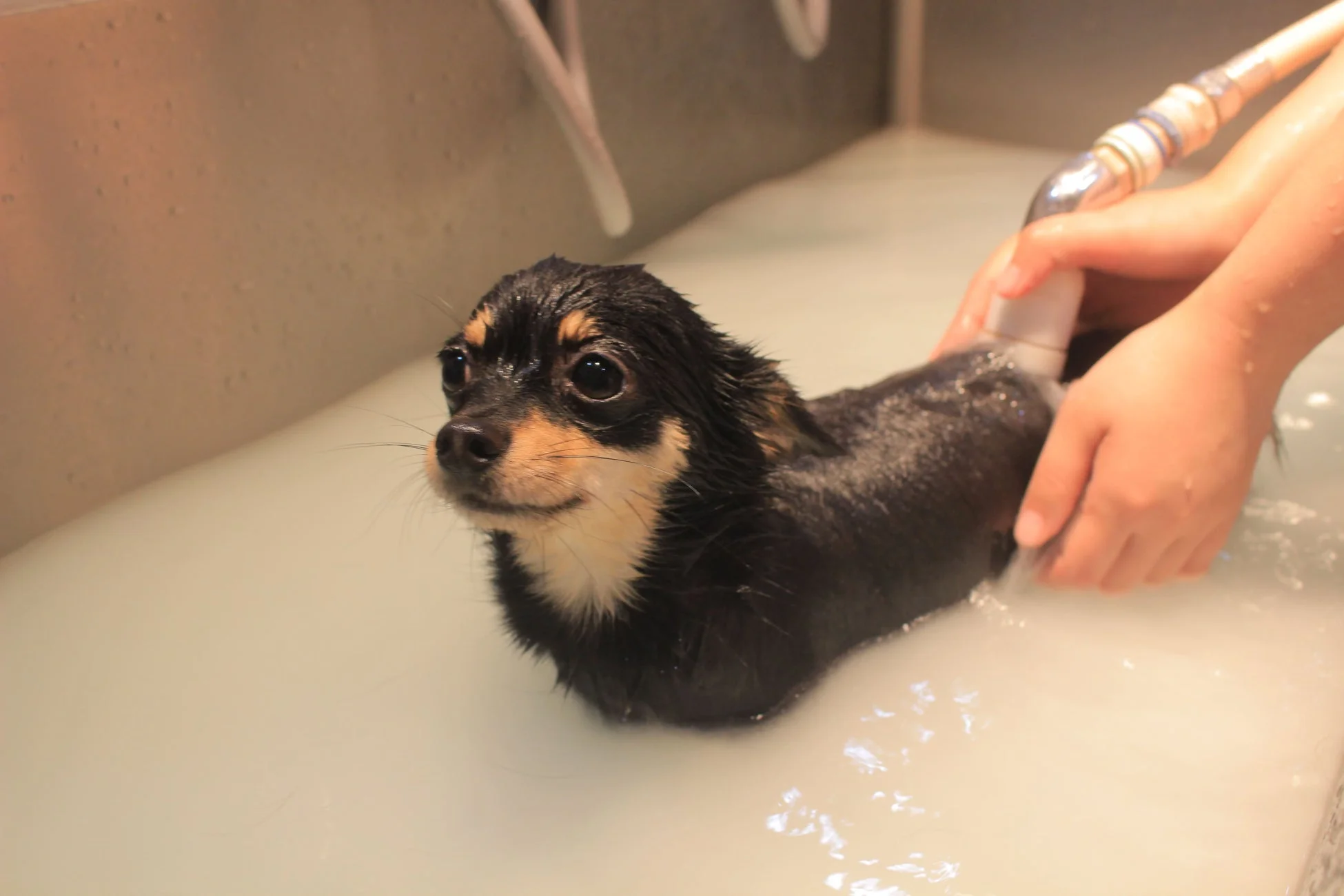 マイクロ・バブルシャワーで洗われる犬