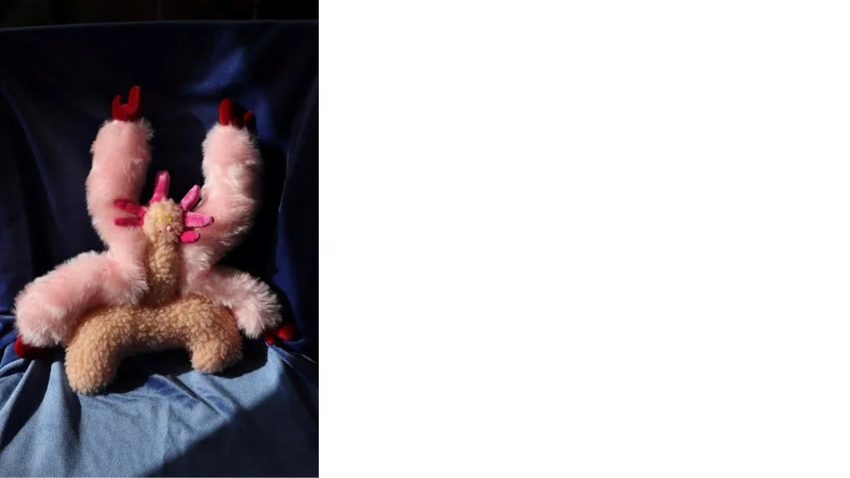 チルっと、モフっと Weird buddies！