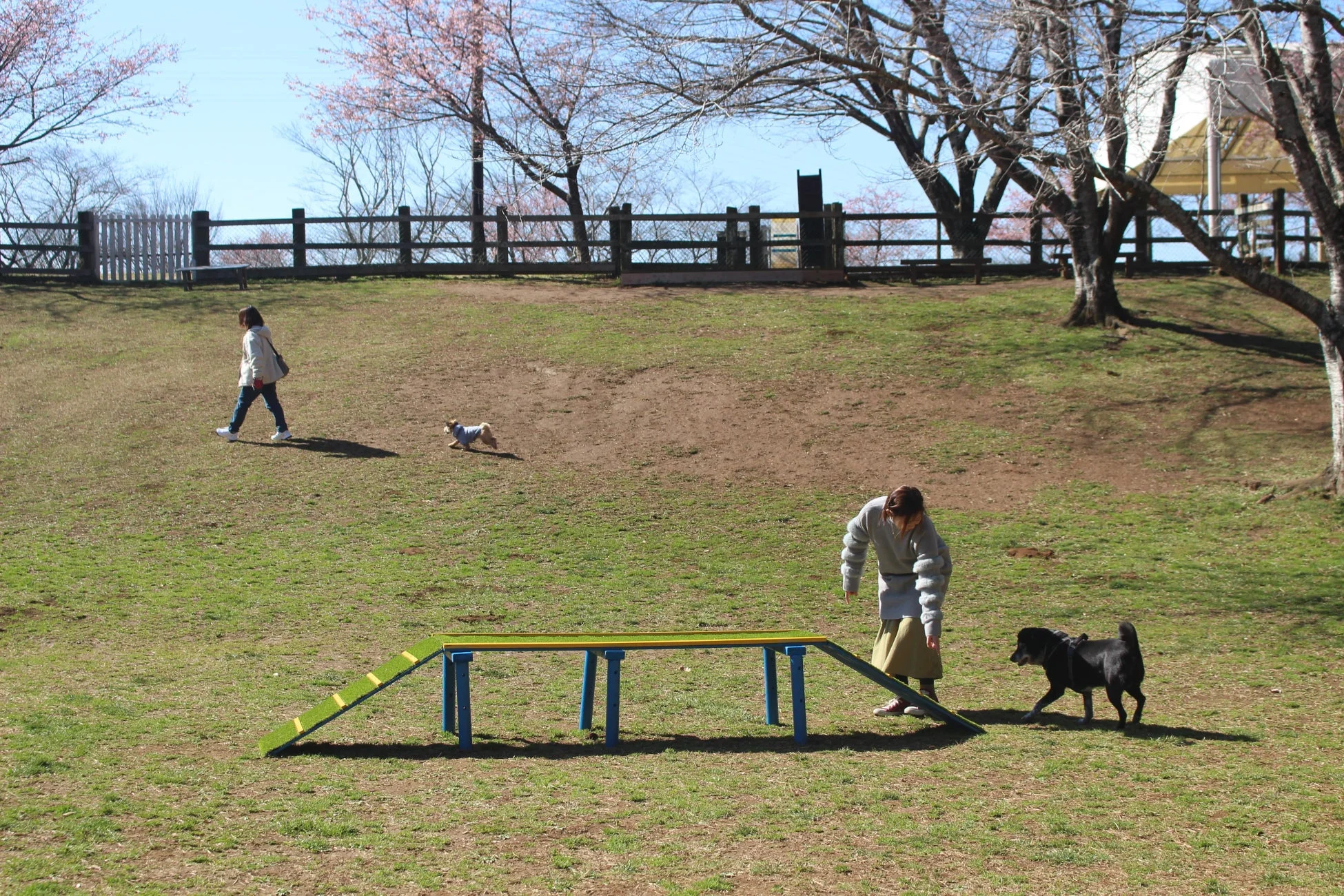 ドッグランで散歩する人と犬