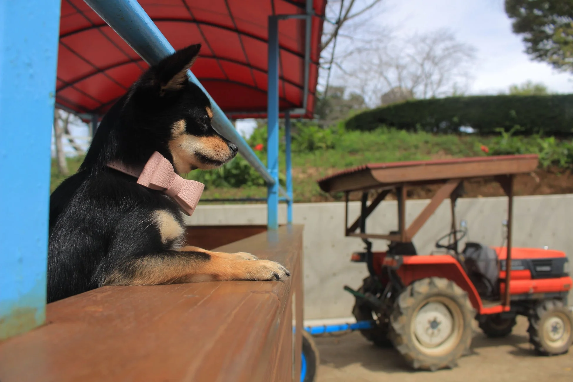 トラクター遊覧に乗る犬