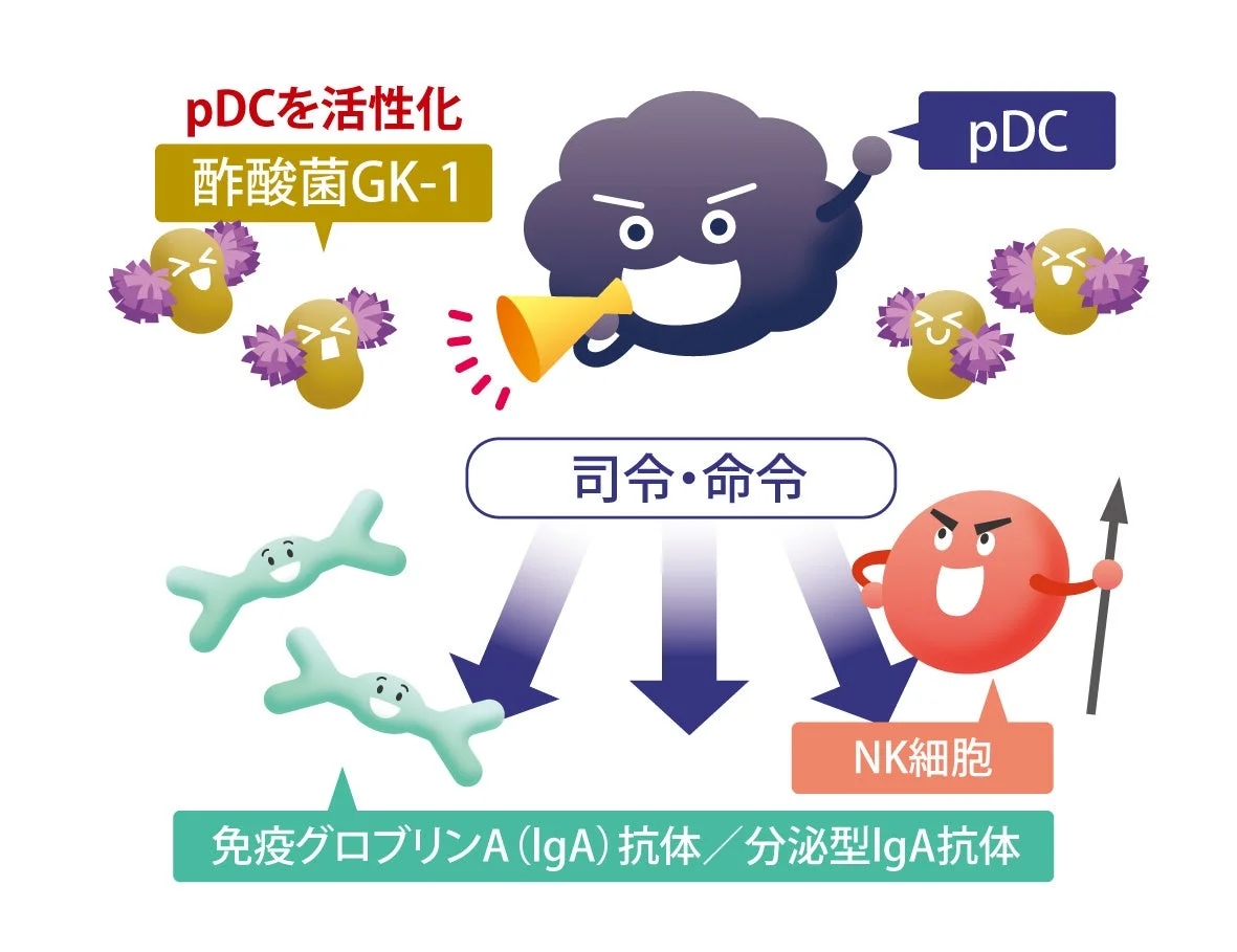 酢酸菌GK-1によるpDC活性化のメカニズム