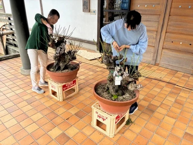 屋外で盆栽を手入れする女性たち