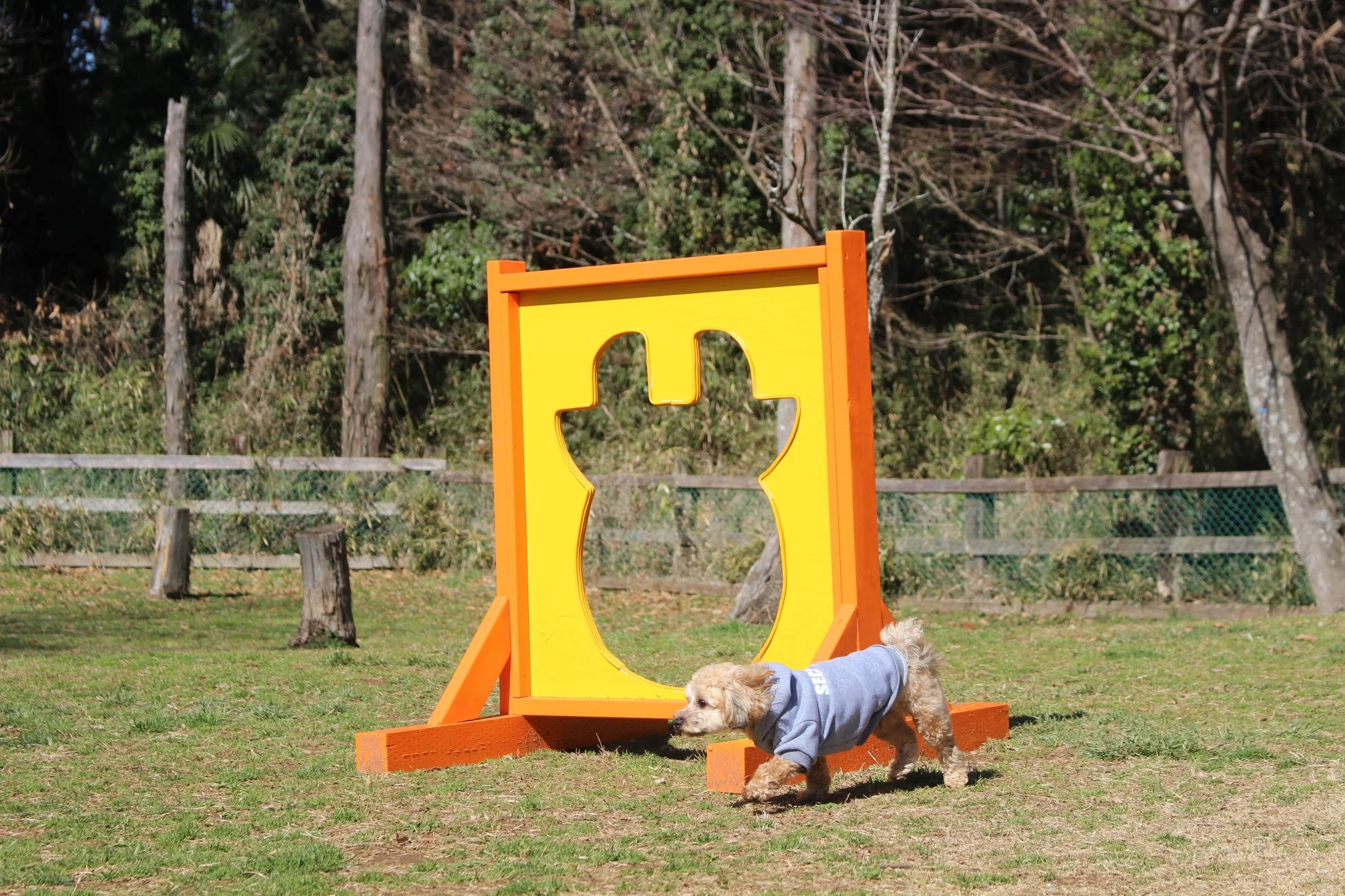 ドッグランで遊ぶ小型犬