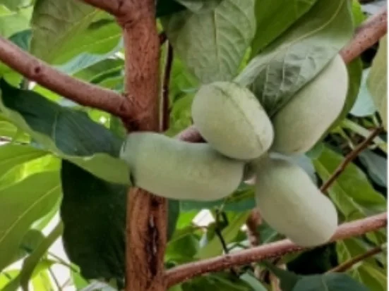 アケビガキの果実