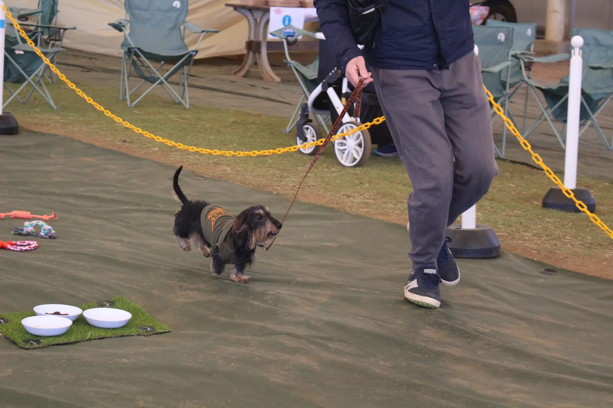 わんわんチャレンジの様子