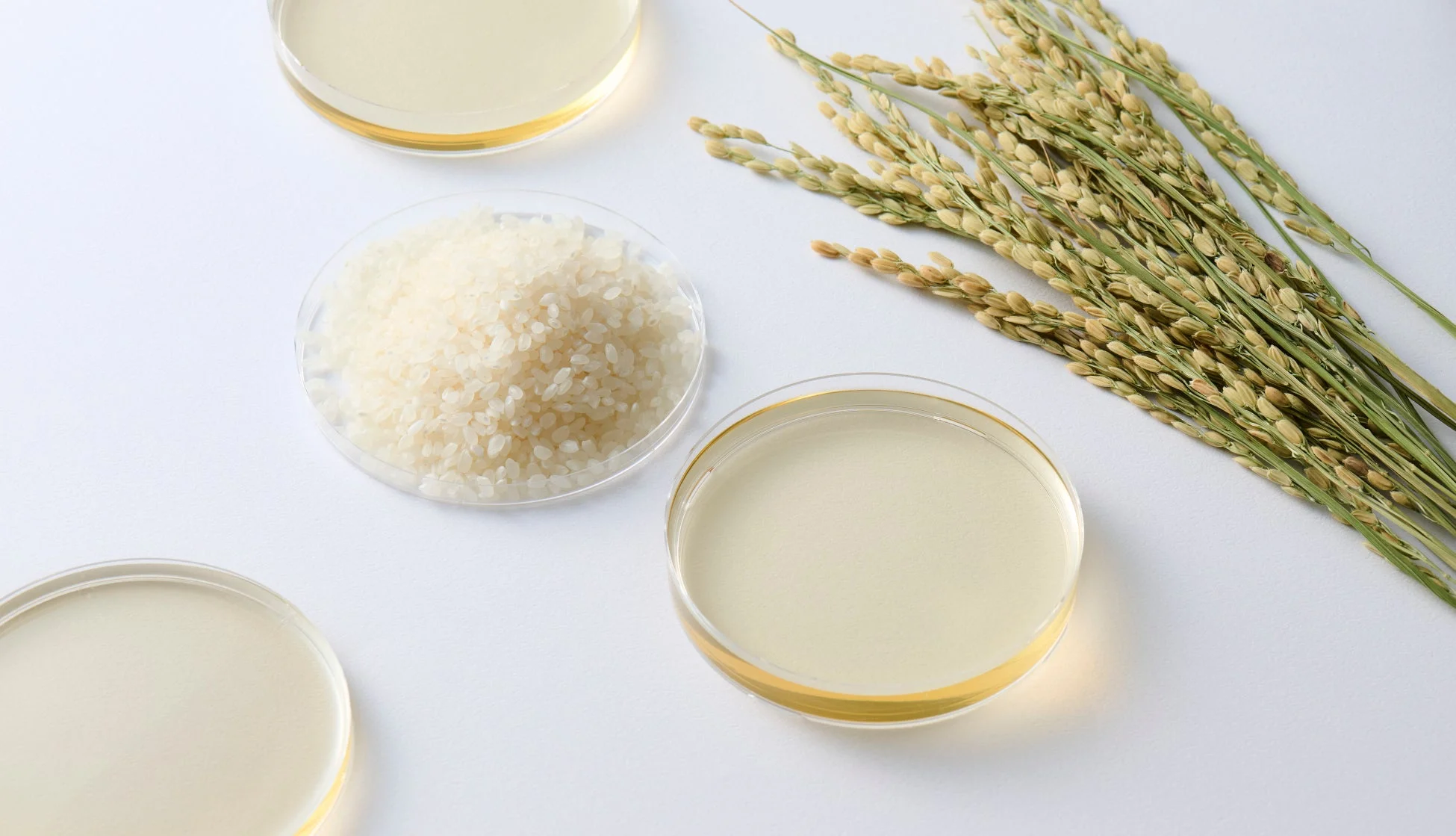 ライスパワー®エキスの原料イメージ