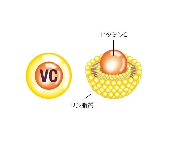 ビタミンCとリン脂質の図