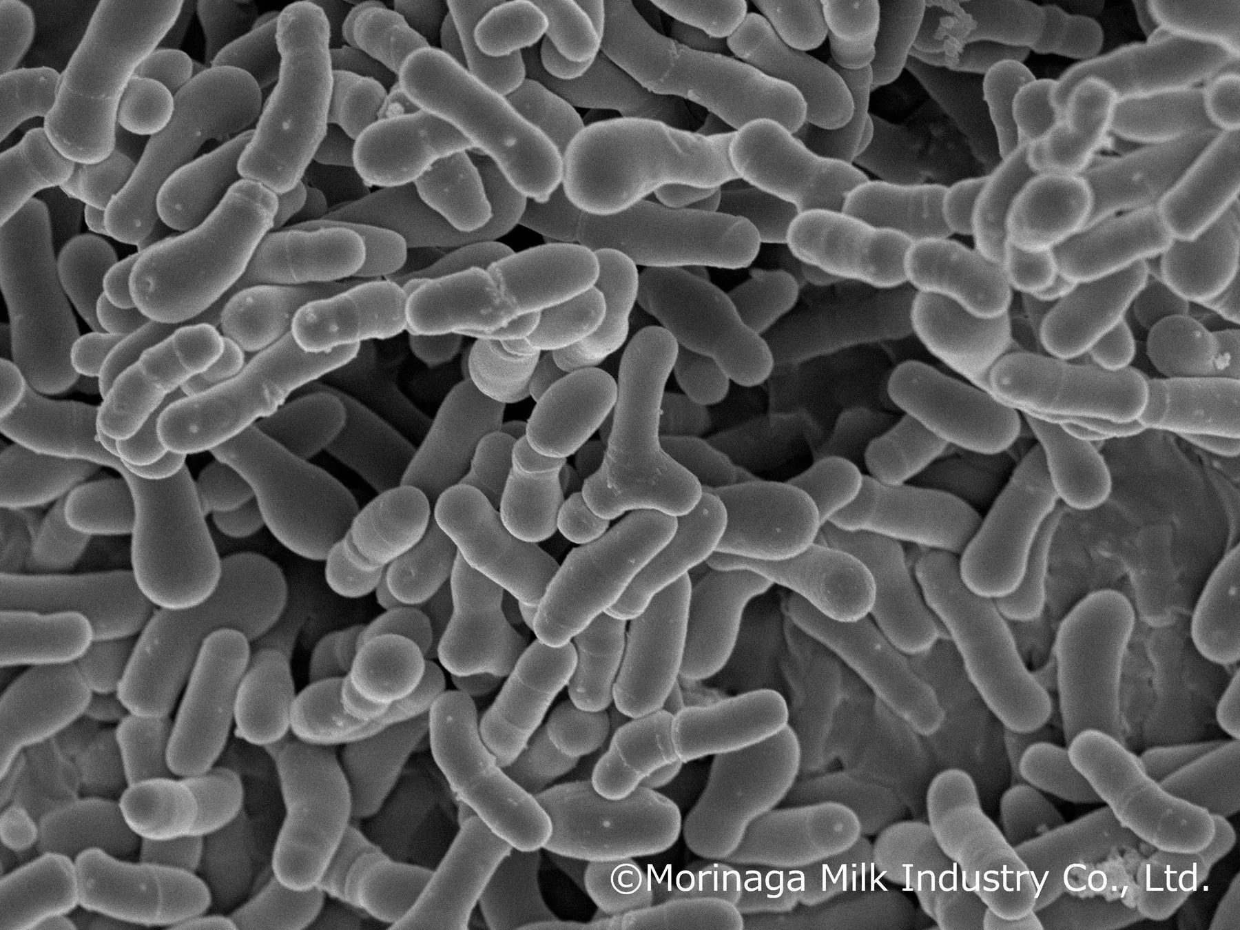 ビフィズス菌MCC1274