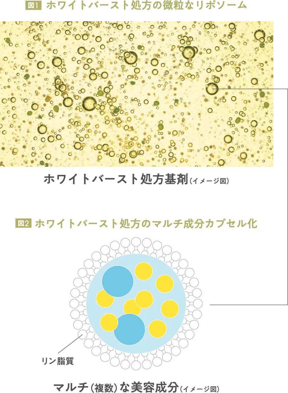 図1 ホワイトバースト処方の微粒なリポソーム、図2 ホワイトバースト処方のマルチ成分カプセル化