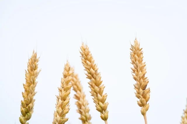 北海道産小麦のイメージ
