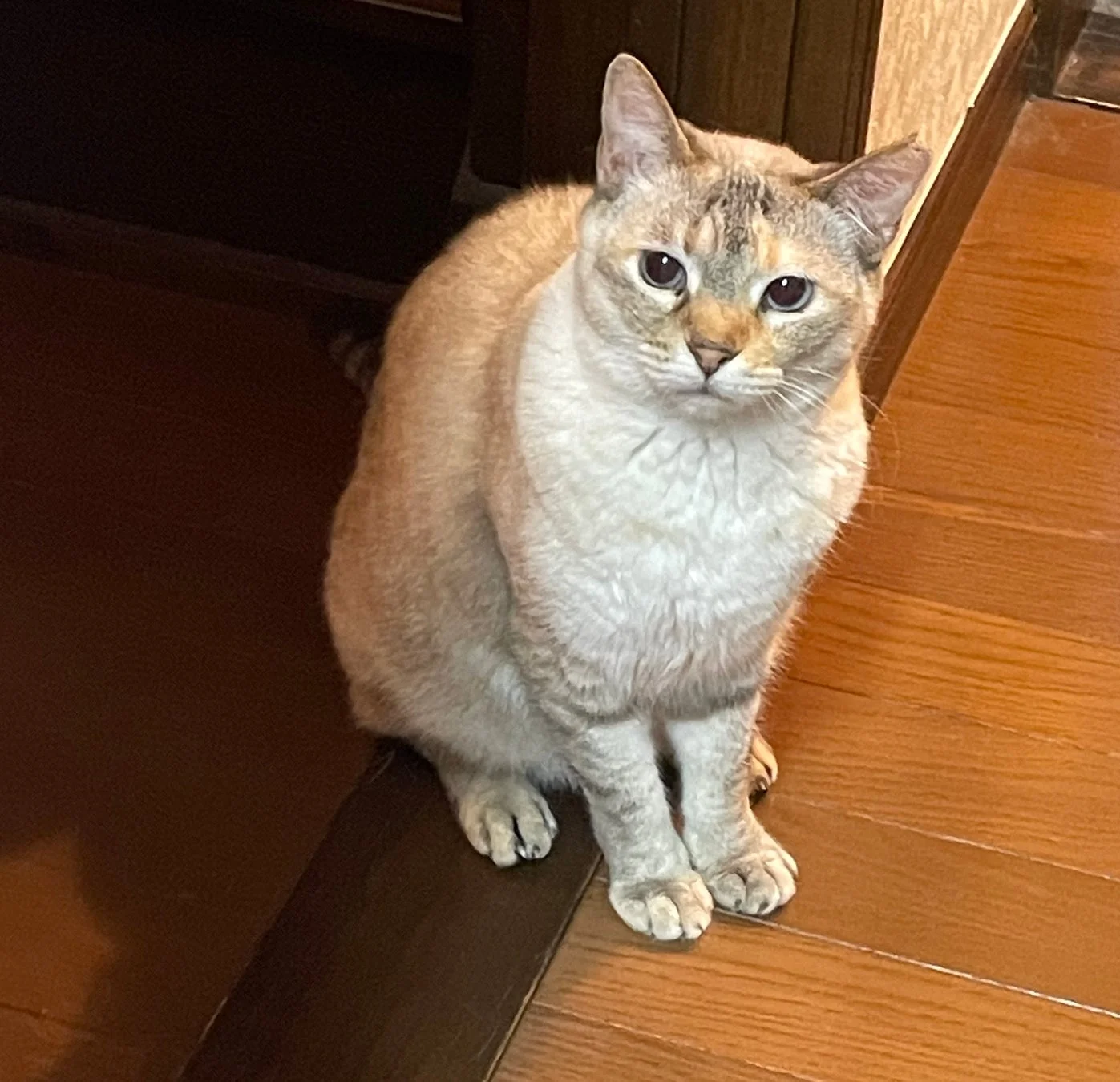 愛猫「らんちゃん」