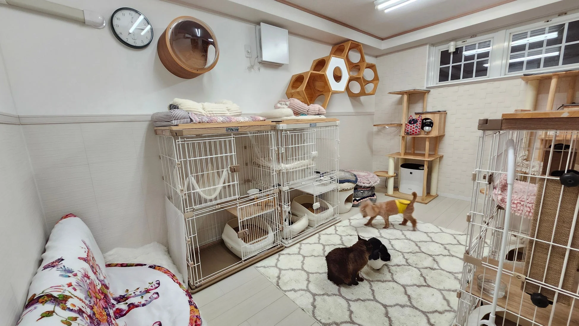 犬猫サロンぷらすの部屋