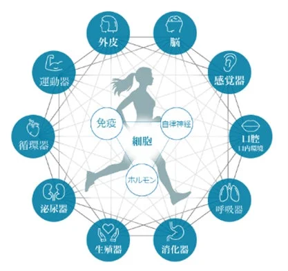 人体の主要な器官（脳、感覚器、呼吸器など）と、細胞、免疫、自律神経、ホルモンといった内部要素が相互に連携し、複雑な生体システムを形成していることを示す図