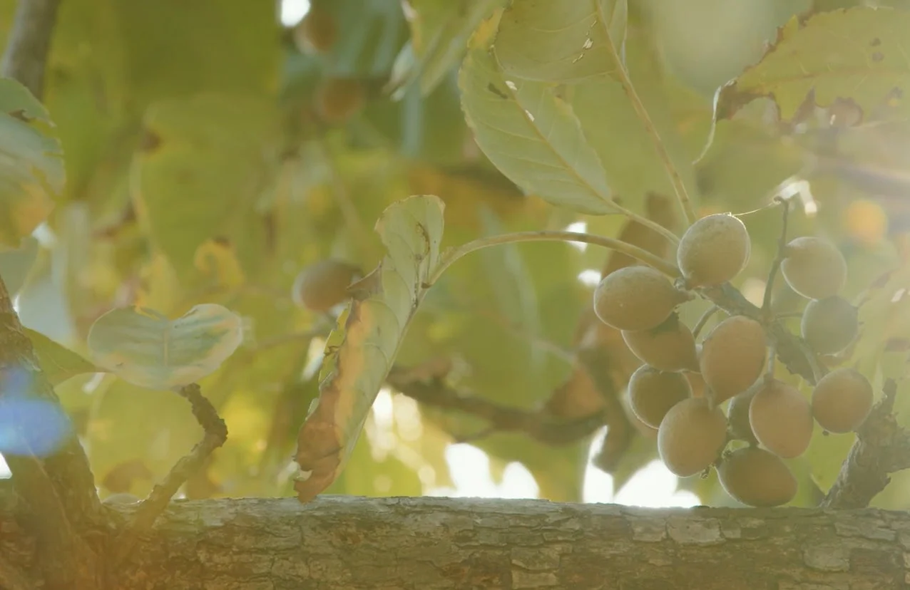 ターミナリアベリリカの果実