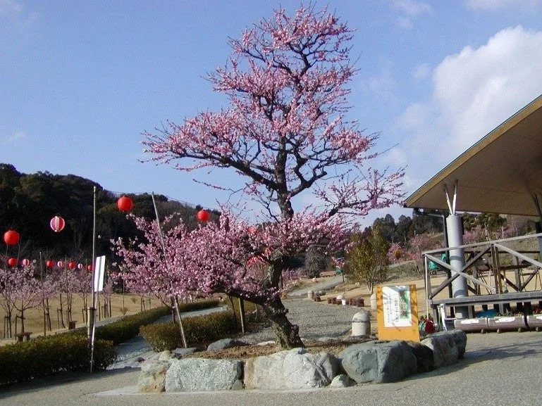 満開のピンク色の梅の木と赤い提灯