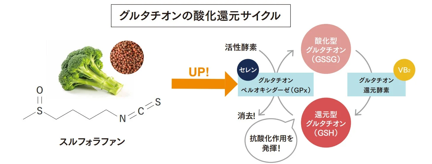 グルタチオンの酸化還元サイクル