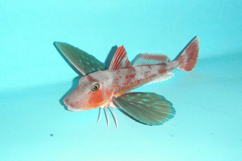 特徴的な大きな翼状の胸鰭を持つホウボウ