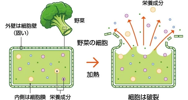 野菜の細胞と加熱
