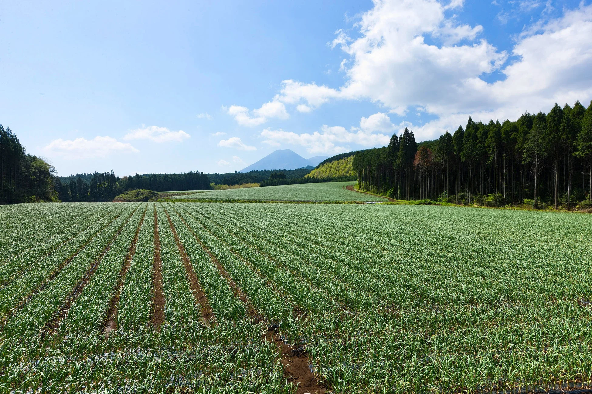 広大な有機にんにく畑