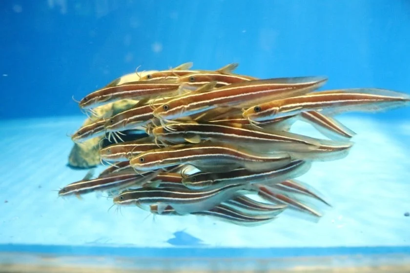 青い水中で群れをなして泳ぐ縞模様のゴンズイ