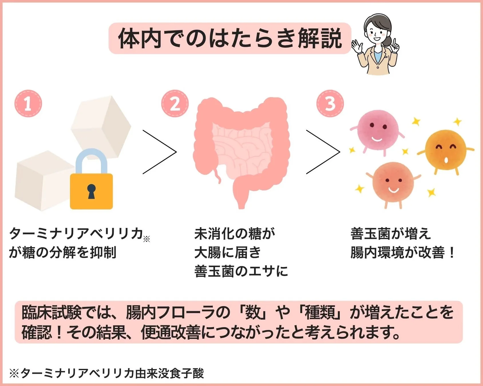 ターミナリアベリリカによる便通改善メカニズム