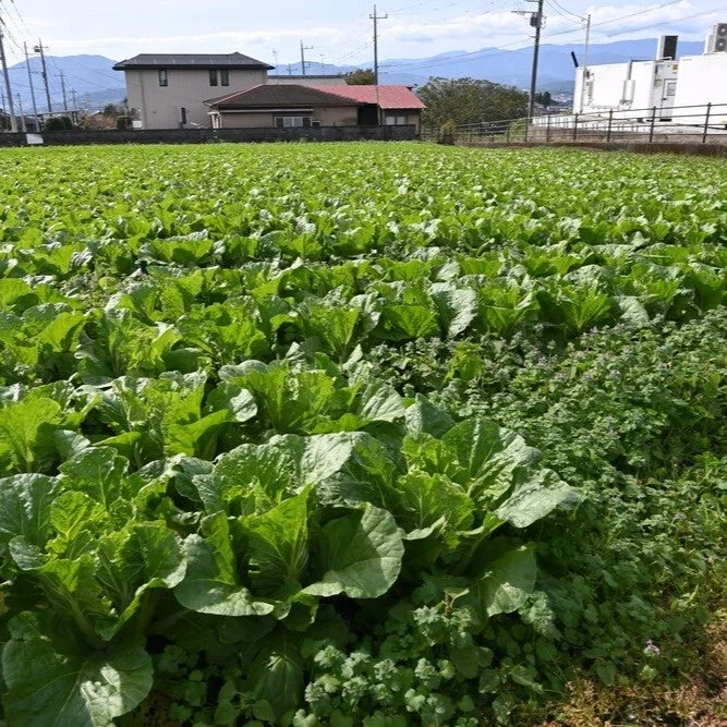 広大な畑に青々とした白菜が栽培されている風景