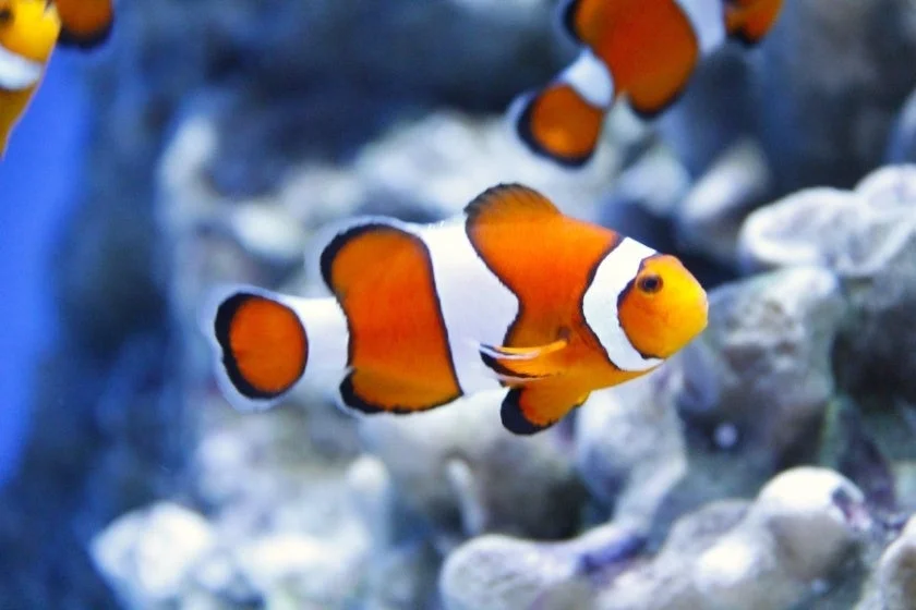 オレンジと白の鮮やかな体色を持つカクレクマノミ