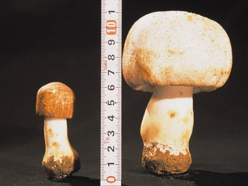 アガリクスのサイズの違い