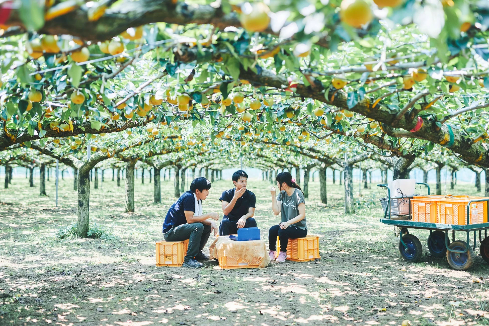 梨園で会話する人々