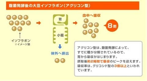 アグリコン型イソフラボンの吸収メカニズム図
